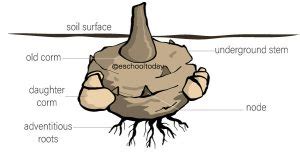 Corms in vegetative propagation – Eschooltoday