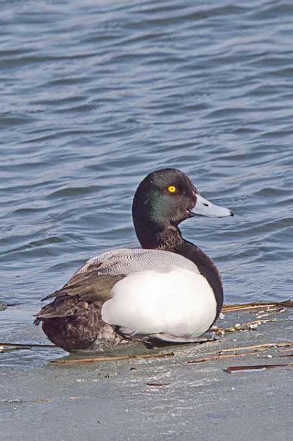 East Gwillimbury CameraGirl: Greater Scaups/World Bird/Nature Notes