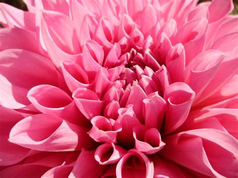 🔥 Free Download Pink Dahlia Spring Flower Wallpaper by @courtneyp20 ...