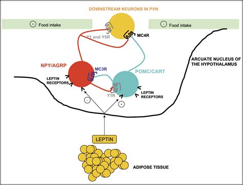 Treating obesity: Does antagonism of NPY fit the bill?: Cell Metabolism