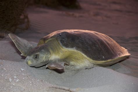 Flatback — The State of the World's Sea Turtles | SWOT