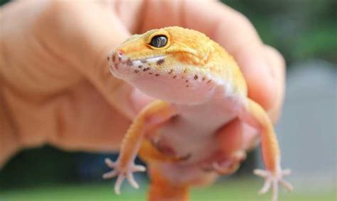 Amazing Gecko Anatomy: Eyes, Tails and More! - Geckopedia