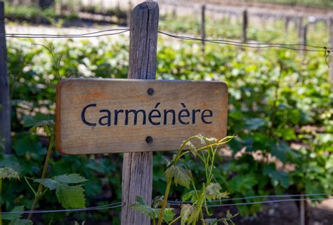 Learn About Carménère Wine: Grapes, Wine, Region, and Pairings - 2020 - MasterClass