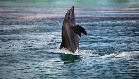 Dolphins standing in the water walking Stock Photo free download