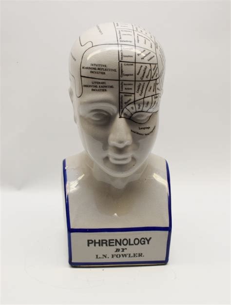 Phrenology head - Dutch Antiques