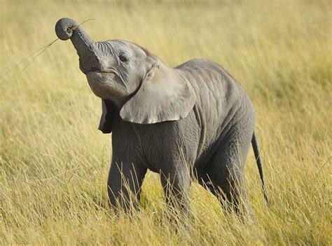 18 Reasons That Baby Elephants Are the Cutest Baby Animals