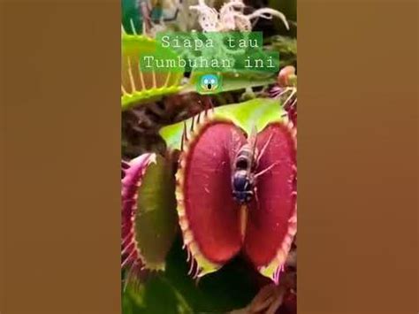 WOW ini salah satu KEUNIKAN TUMBUHAN CARNIVORA pemakan serangga #shorts #viral #plants #tanaman ...