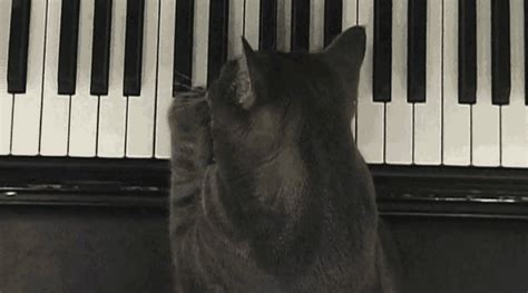 University of California Research — Piano playing cats An Animal Planet ...