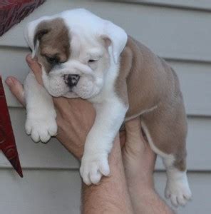 Cute and Adorable English Bulldog Puppies For Adoption.