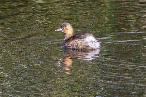 Little Grebe | BirdForum