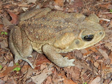 What You Do Will--or Won't--Bring Cane Toads to Your Yard | WGCU PBS ...