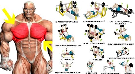 The Best Chest Workout for Mass Must Work the Different Chest Muscles - Bodydulding