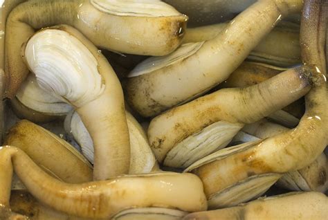 Geoduck