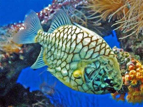 Pineapplefish photos and wallpapers. Nice Pineapplefish pictures