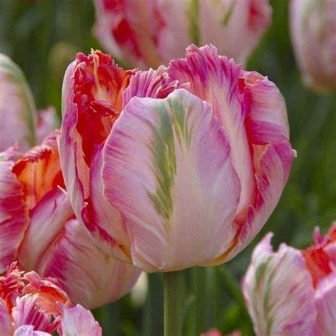 10 Tulip Bulbs,Parrot Apricot (Bulbs),12/+cm, Big Blooms Excellent for Bouquets Bulb Flowers ...