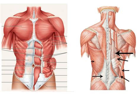 Muscles Of The Torso - Muscles Of Human Torso Clavicle Obturator ...