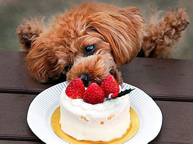 Dog Eating Cake Meme | knowtoefl