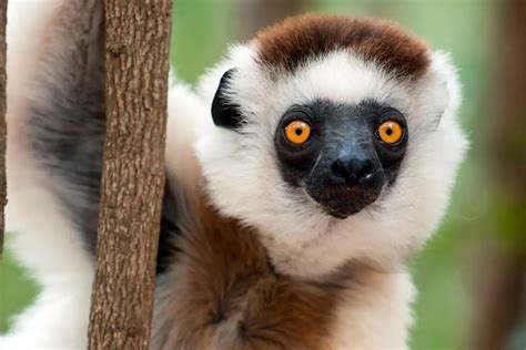 Lemurs are SO underrated, what an adorable animal : r/aww