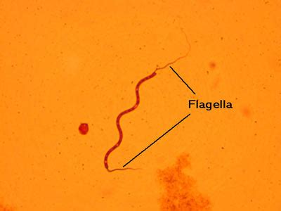 Bacterial Flagella Microscope