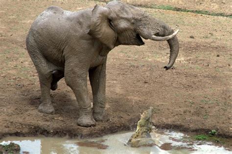 Elephant vs Crocodile | Tops Entertainment