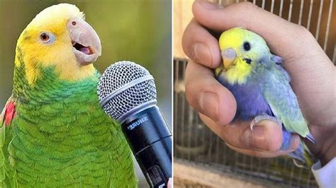 Baby Animals 🔴 Funny Parrots and Cute Birds Compilation (2020) Loros ...