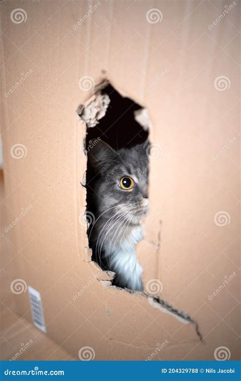 Cat Inside of Cardboard Box Looking Out Curiously Stock Photo - Image of longhair, fluffy: 204329788