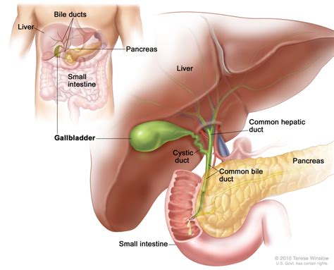 [Figure, Anatomy of the gallbladder. The...] - PDQ Cancer Information ...