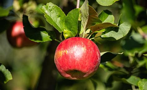 Apple Tree Fruit - Free photo on Pixabay - Pixabay