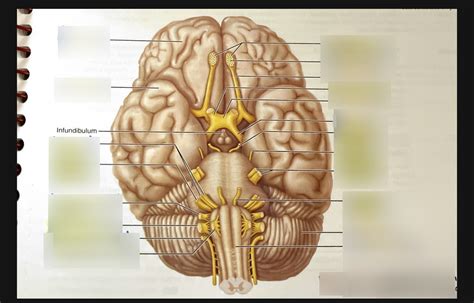 Cranial nerves Diagram | Quizlet