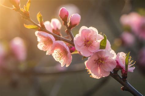 Peach Blossom Flower Meaning, Symbolism & Spiritual Significance - Foliage Friend - Learn About ...