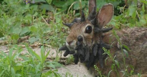 Man Shares Warning After Spotting Rabbit With Strange Disease - DavidWolfe.com