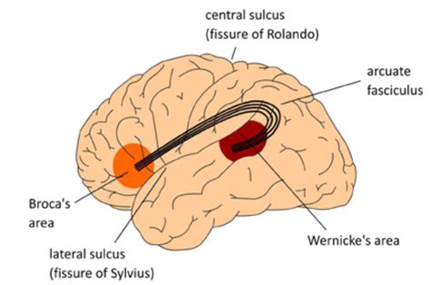 The main functions\/ of Broca's area is\/areA. Controlling leg movementsB. Controlling tongue ...