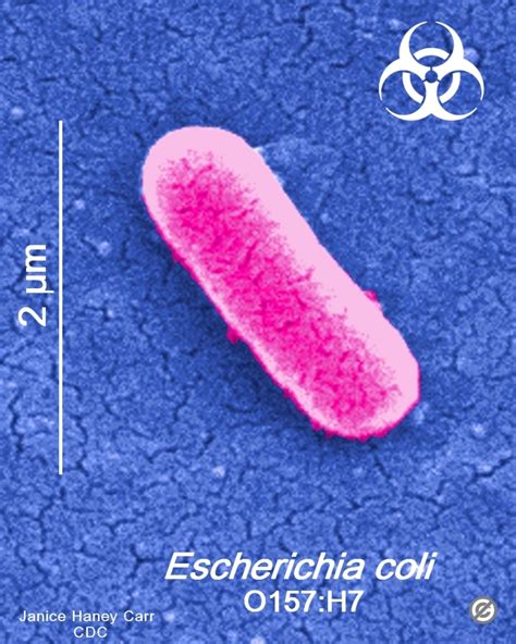 E.coli 0157:H7 – FOOD LAW LATEST