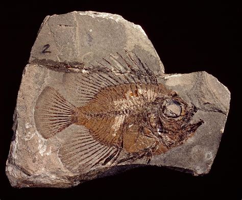 Fossil Fish Photograph by Natural History Museum, London/science Photo ...