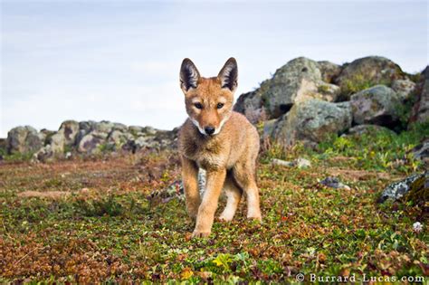 Wolf Pup - Burrard-Lucas Photography