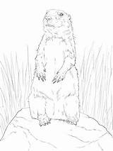 Prairie Dog Drawing At GetDrawings  Free Download sketch template