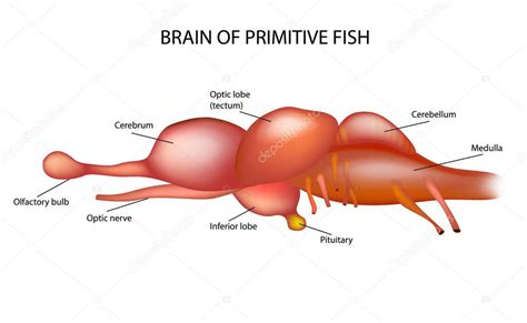 Brain Primitive Fish — Stock Vector © Sakurra #191410416