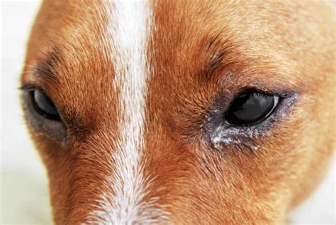 What Can Cause A Dog Eye Infection