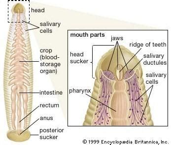 Leech (Hirudinea) - Digestive system