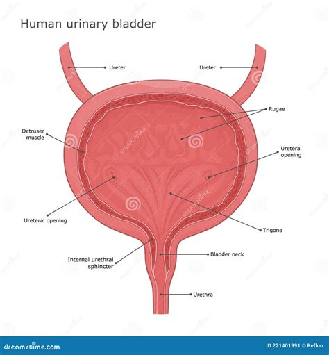 Female Human Anatomy Diagram Bladder