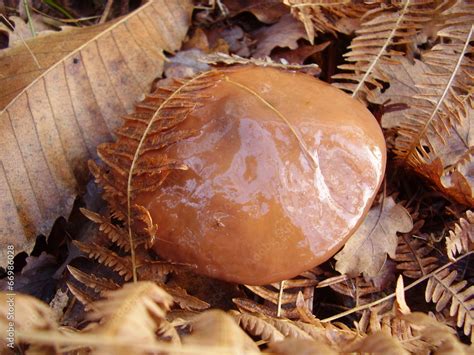 Slippery Jack Mushroom (Suillus Luteus) Stock Photo | Adobe Stock