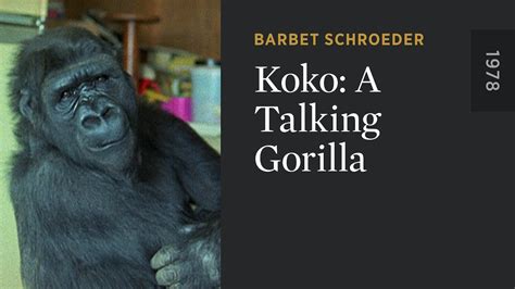 Koko: A Talking Gorilla - The Criterion Channel