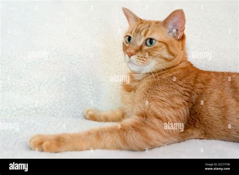 Gabby, an orange tabby domestic shorthair cat Stock Photo - Alamy