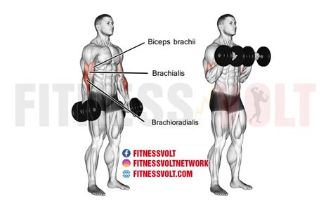 Dumbbell Reverse Curl (Biceps, Brachialis, and Brachioradialis ...