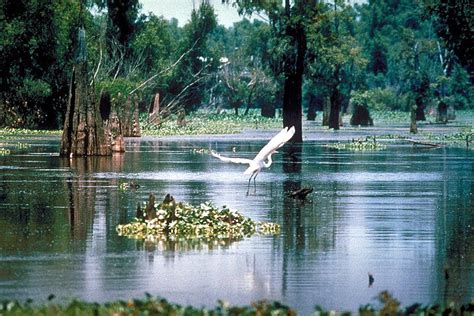 The Atchafalaya Basin or Atchafalaya Swamp | Cre8tivFacts