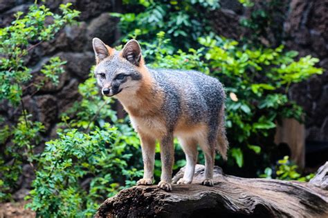 Gray fox is newest arrival at Bend's High Desert Museum - KTVZ