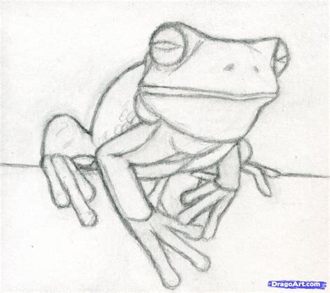 how to draw a realistic frog, white-lipped tree frog step 6 | Frog drawing, Frog sketch, Frog art