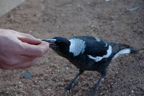 This Magpie And Dog Do Everything Together, Even Sunbathe! - The Animal Rescue Site News