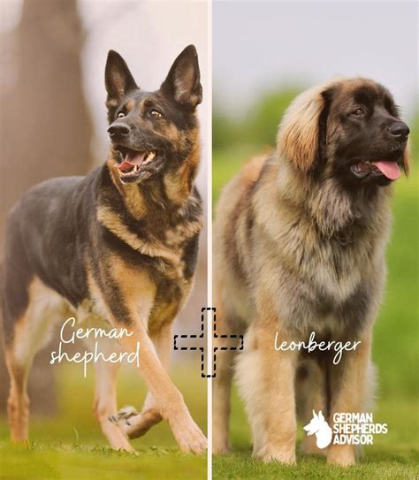 German Shepherd Leonberger Mix: How Much It Is Worth? | Mixed