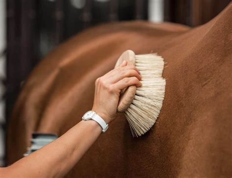 8 tips for Grooming a Horse (that doesn't want to be groomed) - Seriously Equestrian